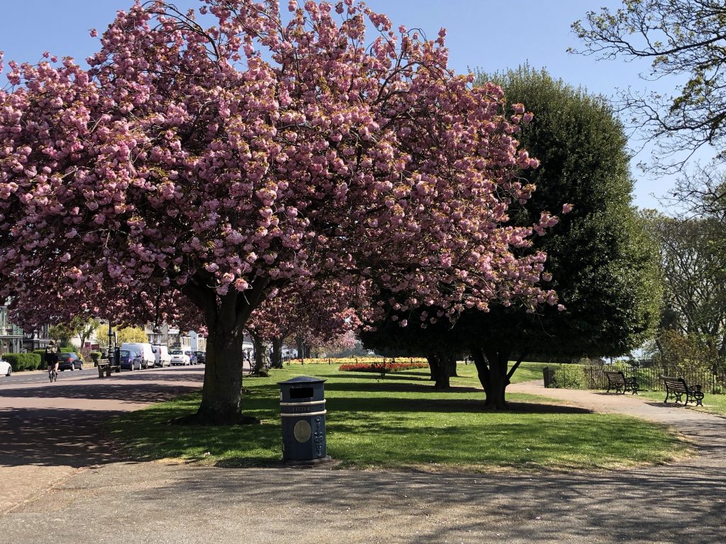 Blossom on the Cliffs gardens
