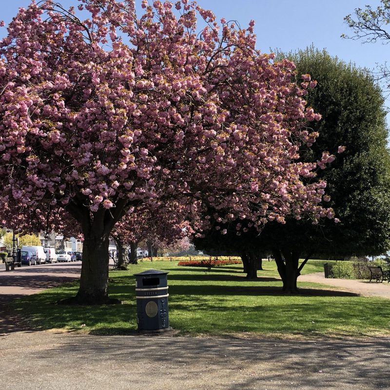 Blossom on the Cliffs gardens